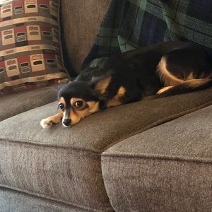 Meet your Posher, Amy